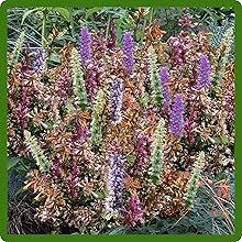 Agastache Aromatic Foliage Attracts Hummingbirdss