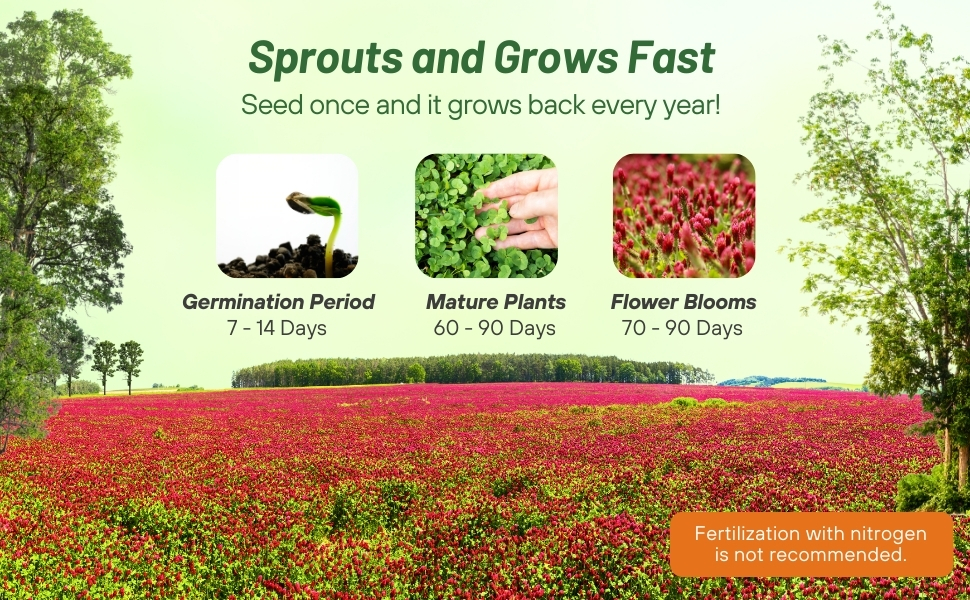 Fast Growing Crimson Clover Seed