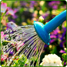 Drought Tolerant Rock Garden Perennial Flowers
