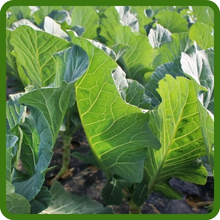 Forage Kale Livestock Brassica