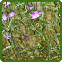 Lance Shaped Leaves of Agrostemma Foliage