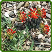 Anthyllis Grows Well in Various Soil