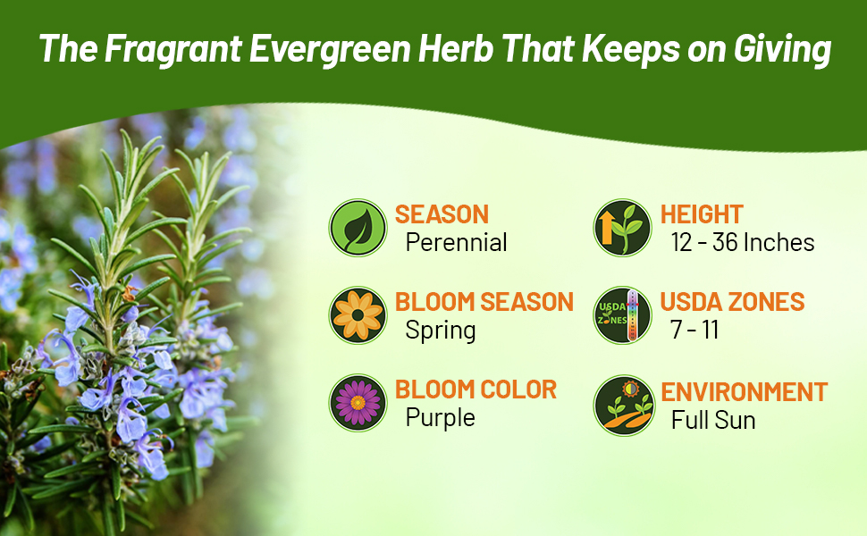 Rosemary Fragrant Evergreen Herb