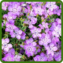 Dianthus for Rock Gardens or Flower Beds