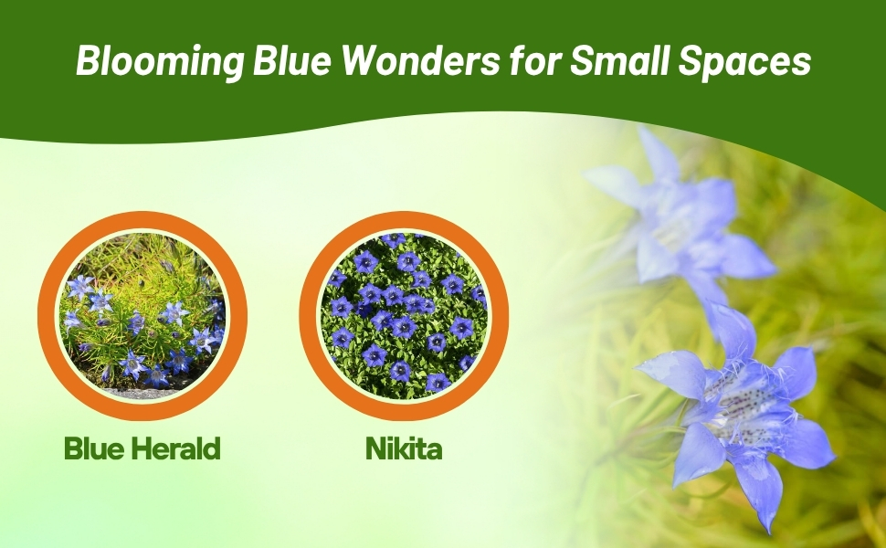 Blue Herald & Nikita Gentian Varieties