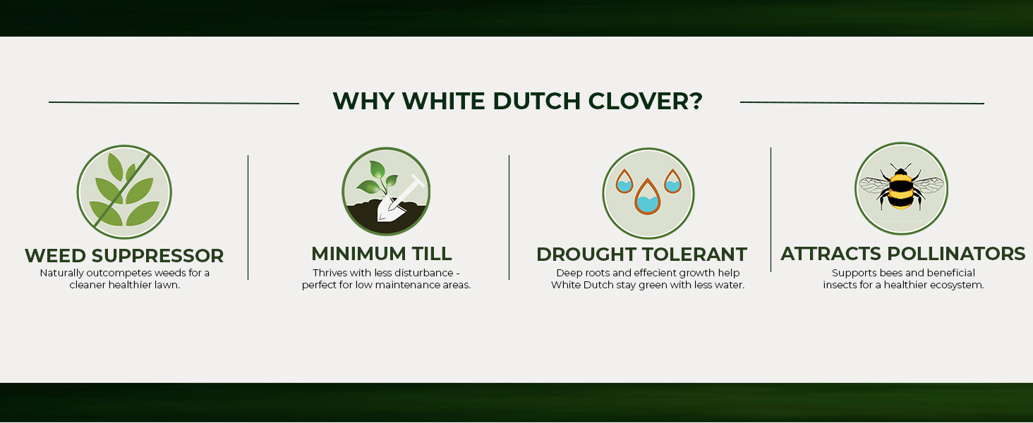 White Dutch Lawn Clover