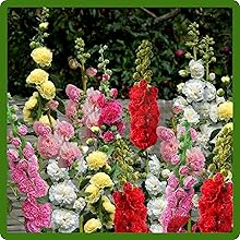Tall Mixed Hollyhock Flower Garden