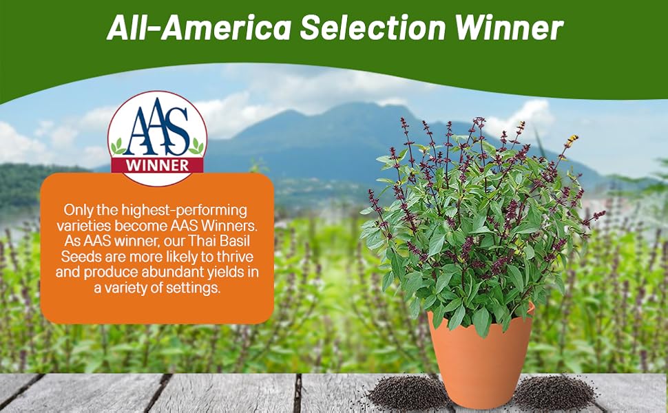 Basil Thai All American Selection Winner Herb Garden Plant