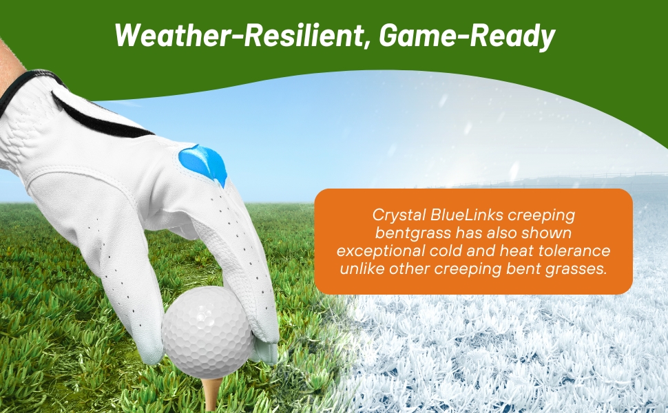 Cold & Heat Tolerant Crystal Bluelinks Creeping Bentgrass Seed For Putting Greens