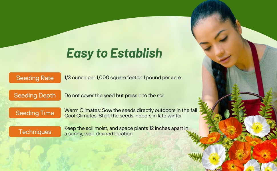 Planting Directions For Iceland Poppy Flowers