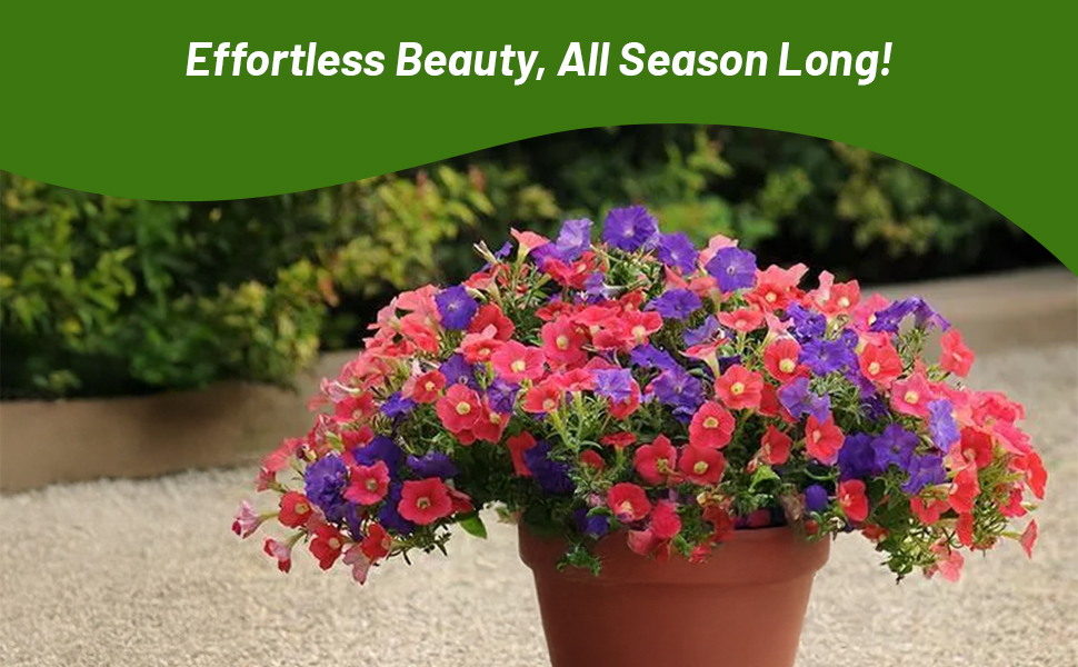 Mixture of Shock Wave Petunia Flowers in Container