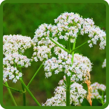 Anise Fast Growing and Productive