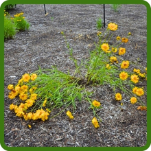 Drought Tolerant Early Sunrise Coreopsis Flowers