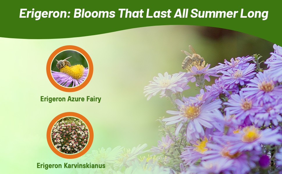 Santa Barbarba, Fleabane, Mexican Daisy, or Erigeron are Common Names