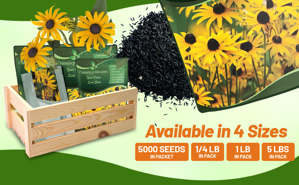 Rudbeckia Hirta Black-eyed Susan Bulk Seed Bags For Planting