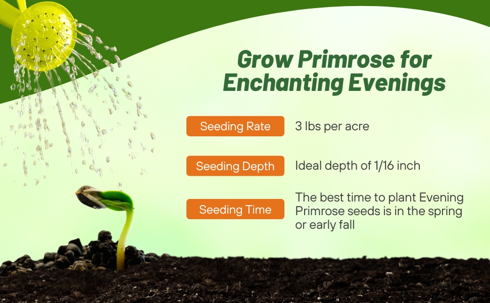 Planting Directions For Oenothera Evening Primrose Wild Flower Seeds