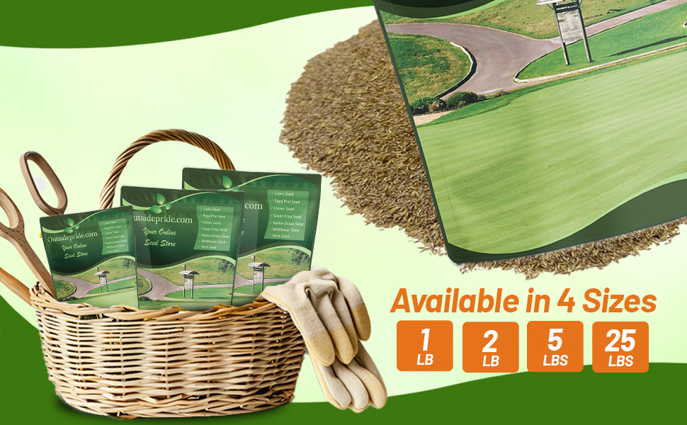 T-1 Creeping Bent Grass Seed For Putting Greens