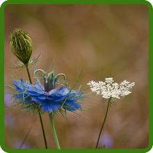 Blue & White Cumin Flowers