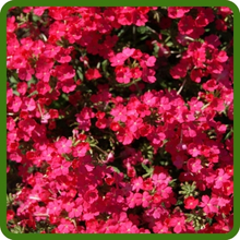 Heat & Drought Tolerant Verbena Compacta Low Growing Ground Cover