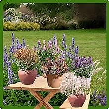 Container Plants of Agastache Hyssop on Picnic Table