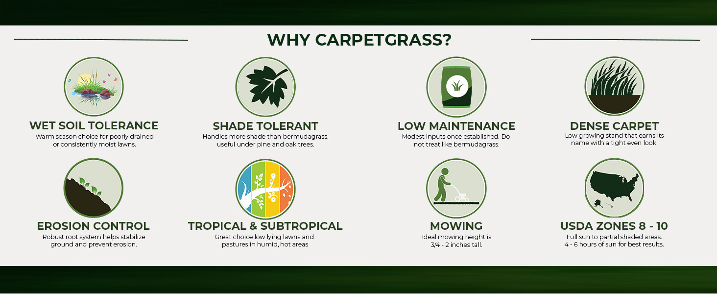 Carpet Grass Shade Tolerant