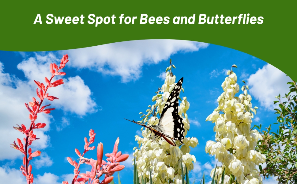 Pollinating Butterfly on Tall Flower Spikes of Yucca Plants