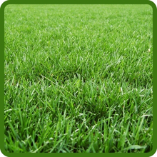 High Density Poa Supina Shade Grass Seeds