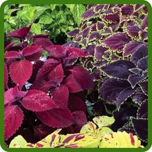 Fast & Easy Growth of Coleus Plants