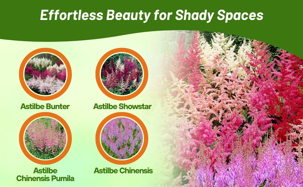 Flower Seed Varieties of Astilbe Flowers