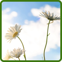 Perennial Wildflower Seed Mixture Tall Flowers
