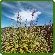 Drought Tolerant Catmint