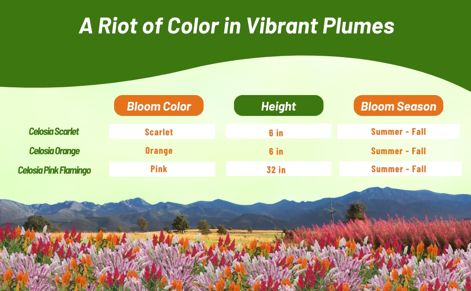 Bloom Season, Color, & Height Chart of Celosia
