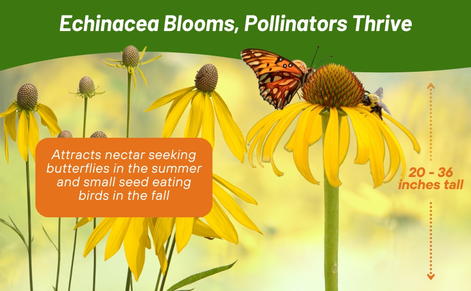 Echinacea paradoxa Yellow Coneflower For Pollinating Birds, Butterflies, & Bees