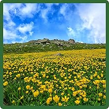 Yellow Wildflower Meadow