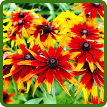 Bright, Bold Blooms of Gloriosa Daisy
