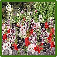 Hardy Perennial Hollyhock Tall Flowers