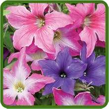 Petunia Hybrida Pointed Petals on Flowers