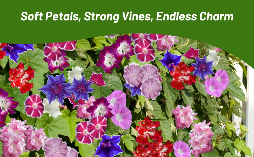 Ipomoea Nil Morning Glory Flower Garden