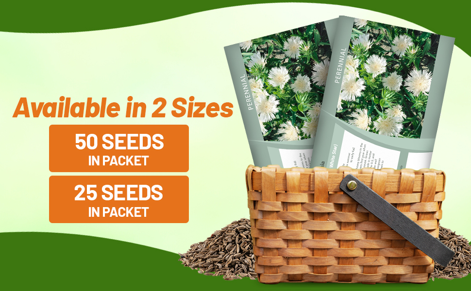 White Stokesia Seed Packets For Sale