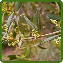 Eucalyptus Seeds For Planting