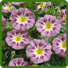 Compact, Bushy Growth Habit of Convolvulus Tricolor Dwarf Morning Glory