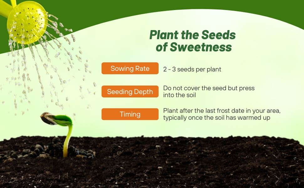 Planting Instructions for Shock Wave Trailing Petunia Flower Seeds