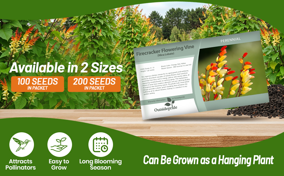 Mina Lobata Firecracker Vine Flower Seed Packets For Planting