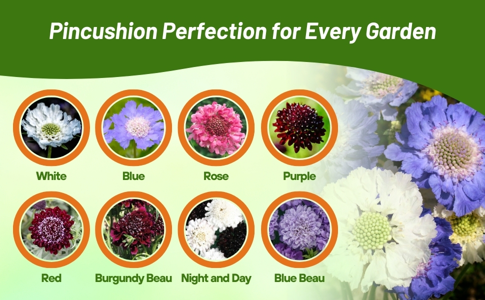 Varieties of Scabiosa Pincushion Flower