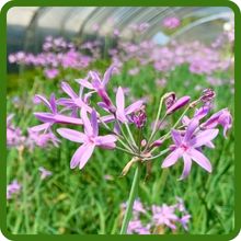 Long Bloom Period of Flowering Society Garlic Plants