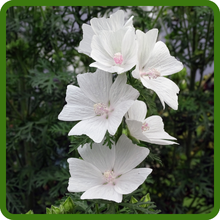 Compact Yet Striking Growth of Malva Musk Mallow