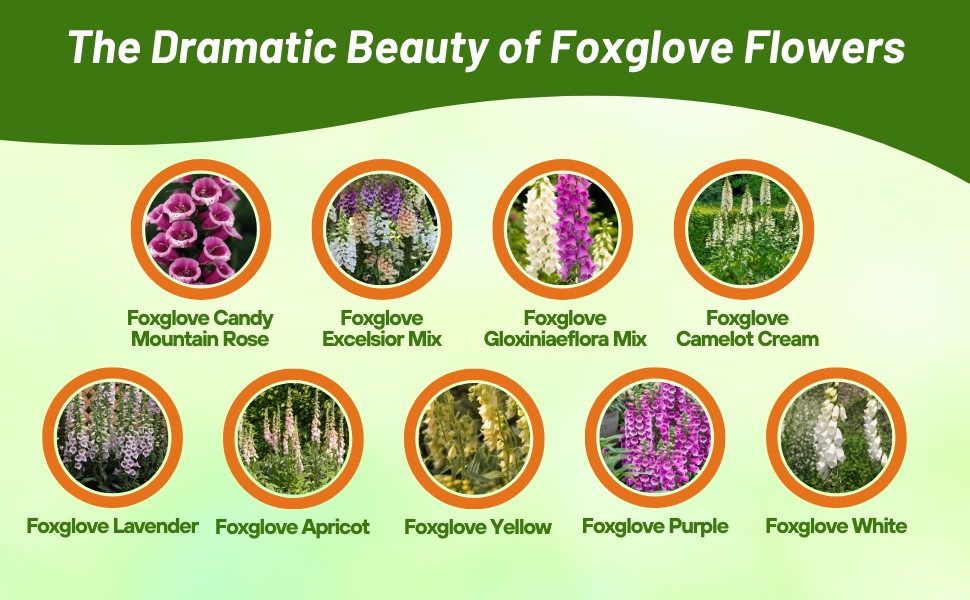 Outsidepride Varieties of Foxglove Seeds