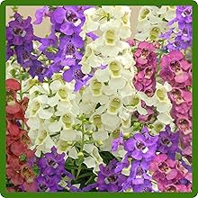Long Lasting Color of Angelonia Blooms