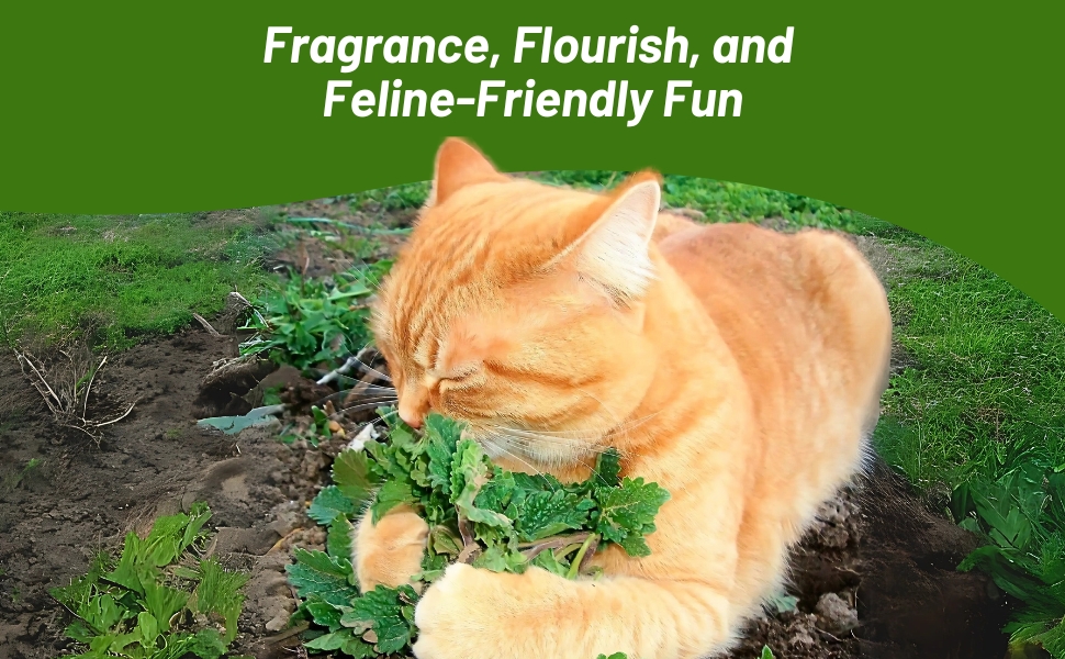 Cat Playing With Catmint Plant