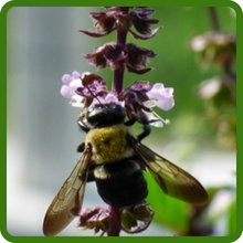 Basil Pollinator Magnet with Bee